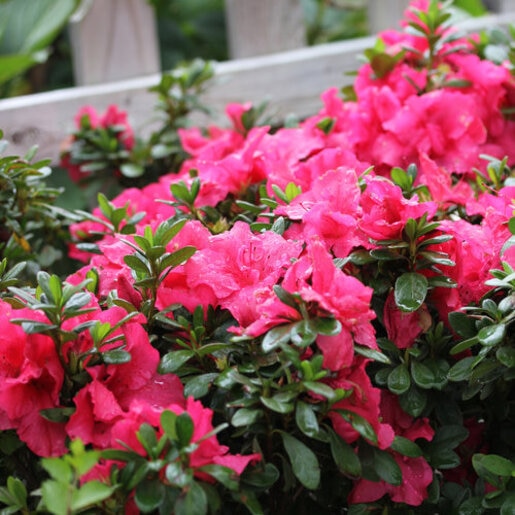 Rhododendron x Bloom-A-Thon Hot Pink Proven Winners Azalea
